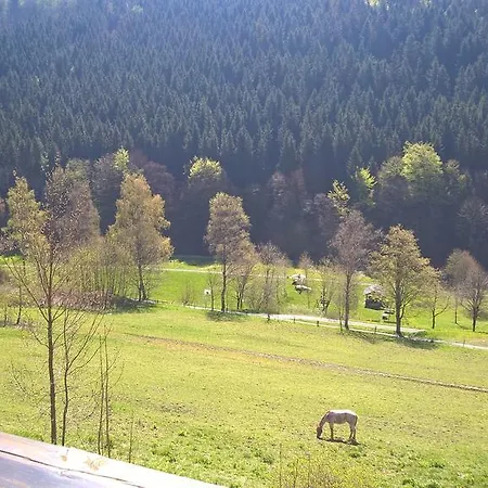 Daire Sonnenblick